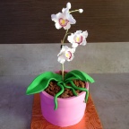 orchidea v kvetináči